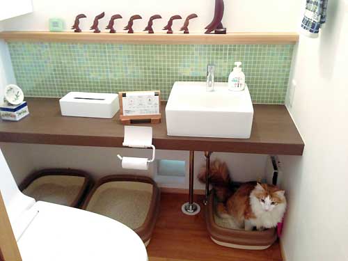 人間と猫のトイレ共存